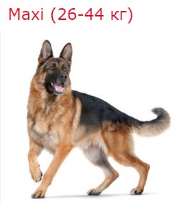 Maxi (26-44кг)