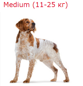 Medium (11-25 кг)