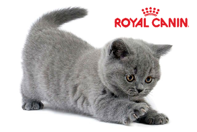 Royal canin сухой корм для котят