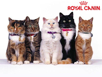 royal canin по породам кошек