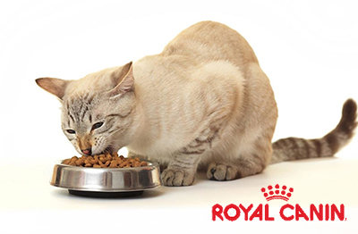 Royal canin для здорових котів