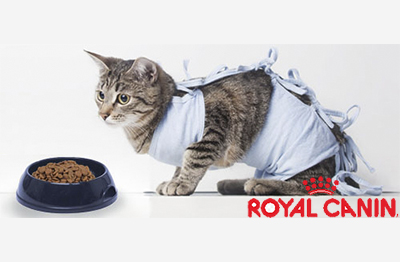 Royal canin для стерилизованных котов и кошек